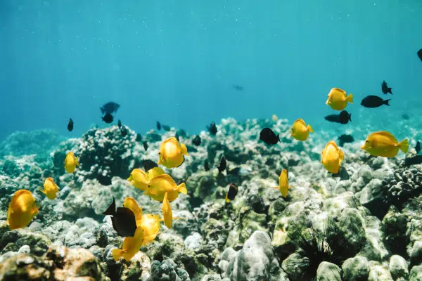 Hawaii-Tourism-Authority-HTA-Heather-Goodman-2