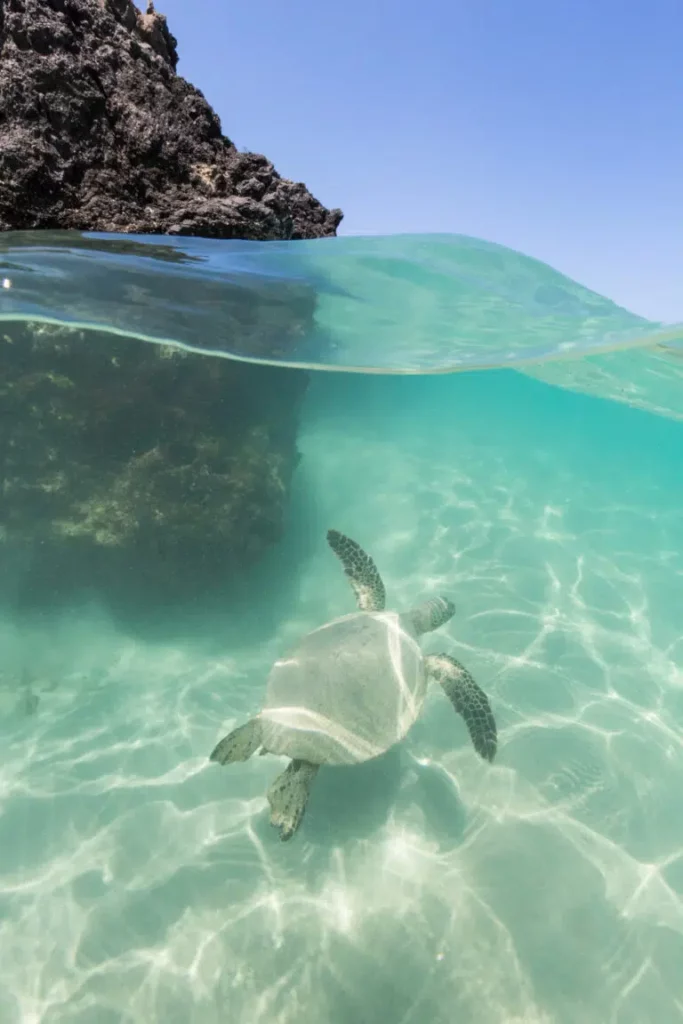 Hawaii-Tourism-Authority-HTA-Tor-Johnson-2-768x1152