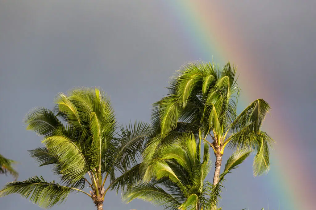 Hawaii-Tourism-Authority-HTA_-Tor-Johnson-2-1024x683
