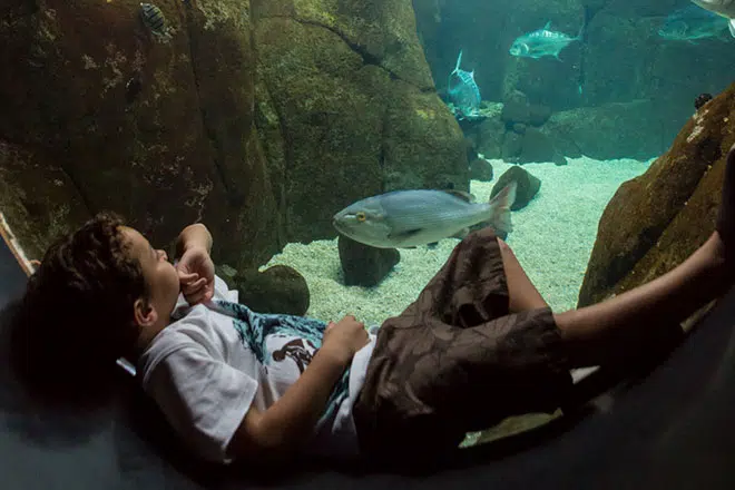 hawaii-mit-kindern-aquarium
