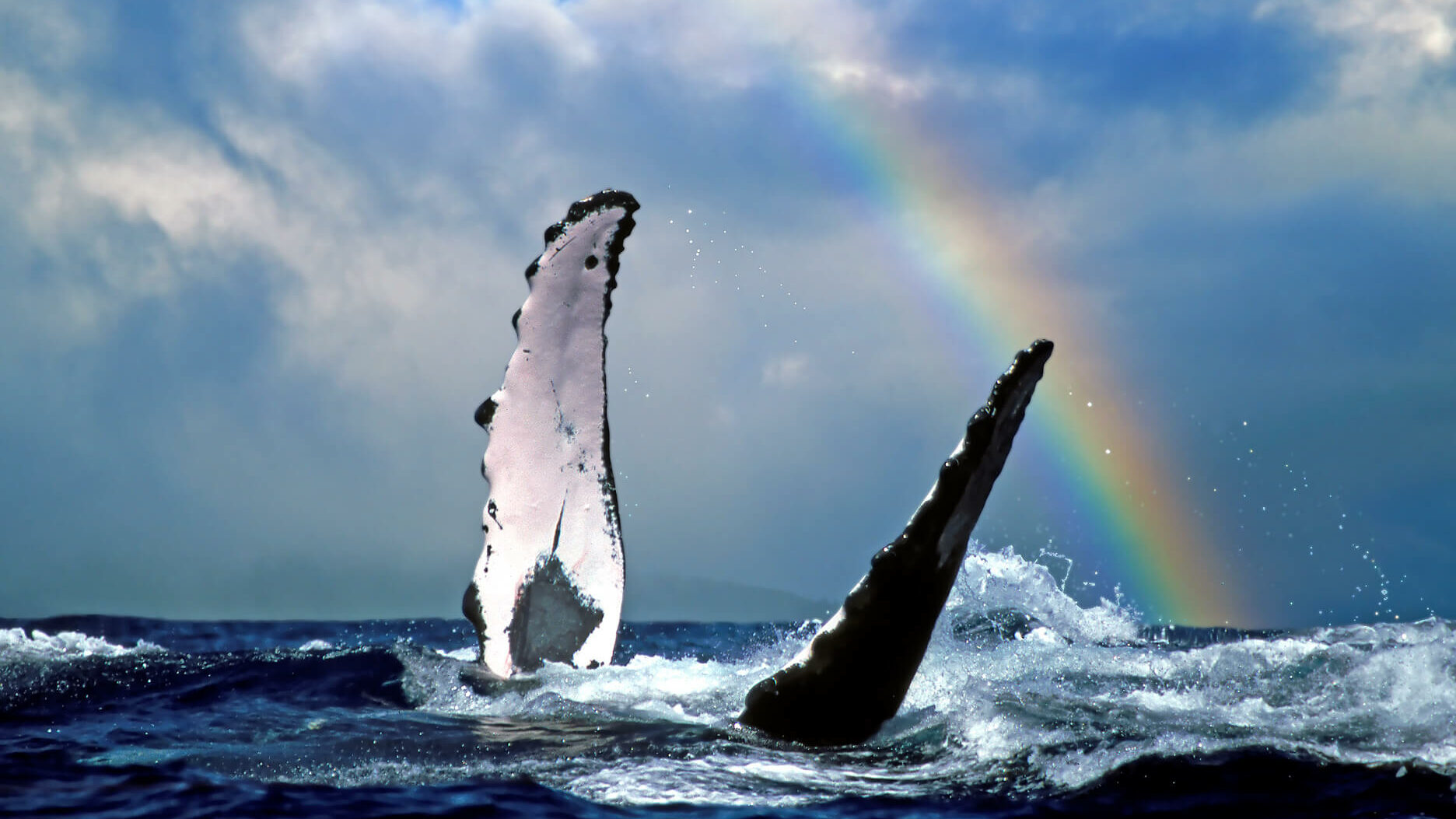 Wal mit Regenbogen