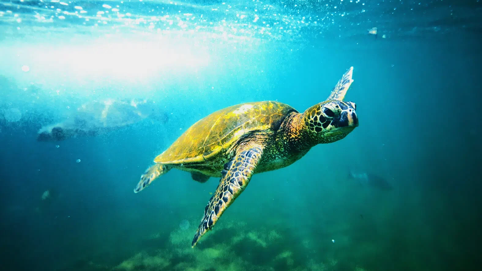 Island-of-Hawaii-Visitors-Bureau-IHVB-Tyler-Schmitt