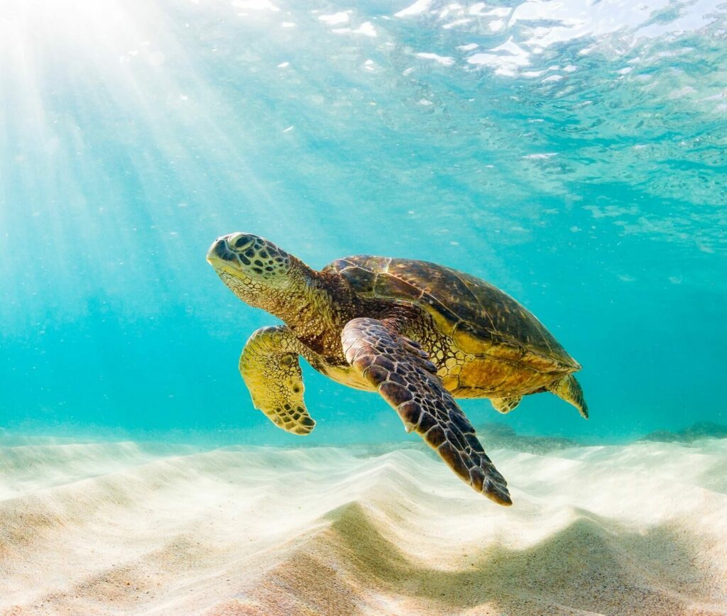 Honu Turtle Hawaii