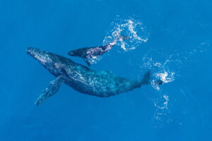 Whale Watching