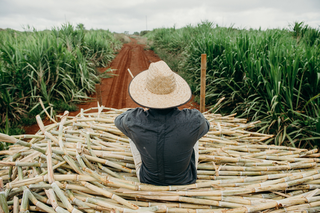 Ein Bauer auf Hawaii mit seiner Zuckerrohrernte.